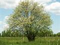 mountain- ash